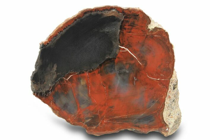 Colorful Red Petrified Wood (Araucaria) Round - Arizona #299368